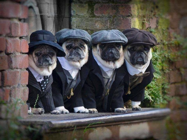 Puggy blinders