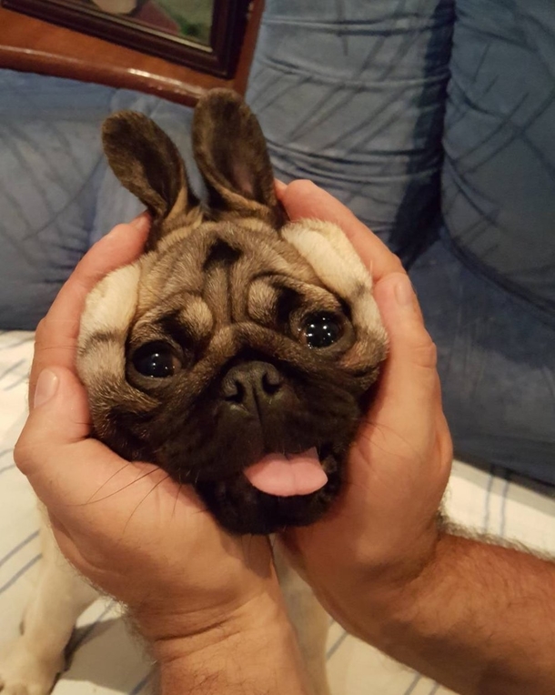 Pugs Bunny