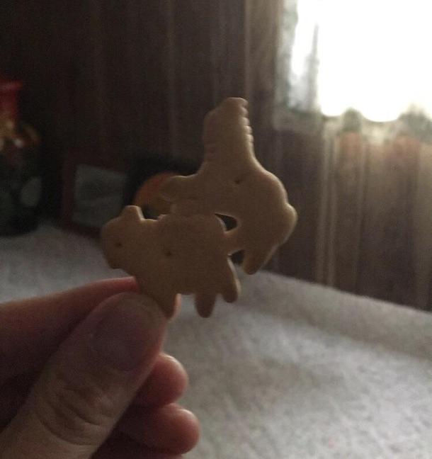 Pulled these fused Animal CrackersI think I interrupted something 