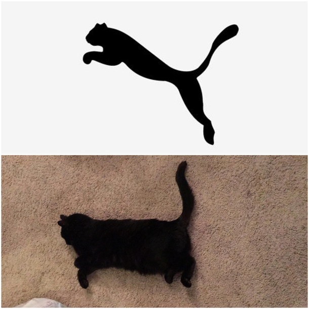 puma cat