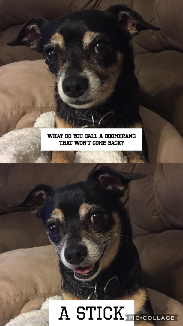 Pup has jokes