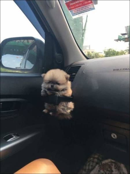 Pup holder