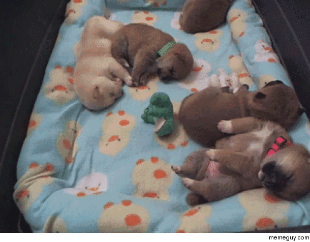 Puppy feet