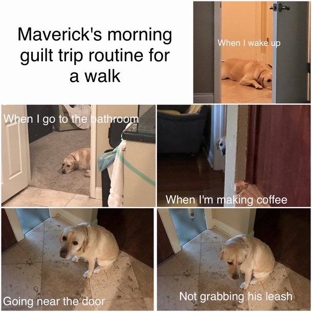 Puppy guilt trip