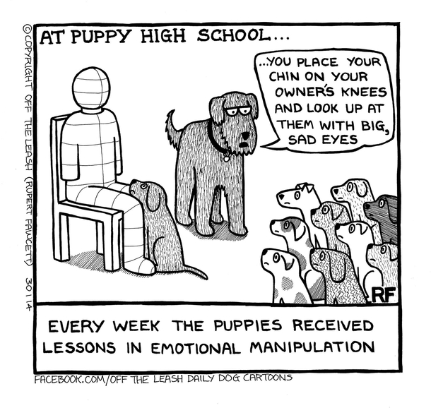 Puppy High School