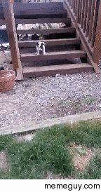Puppy learns about gravitystairs
