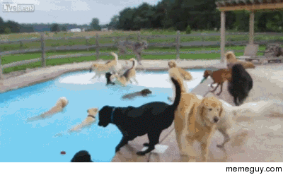 Puppy Pool Party