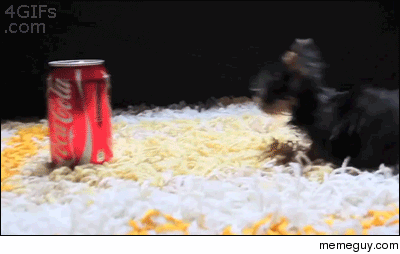 Puppy vs Coke Can