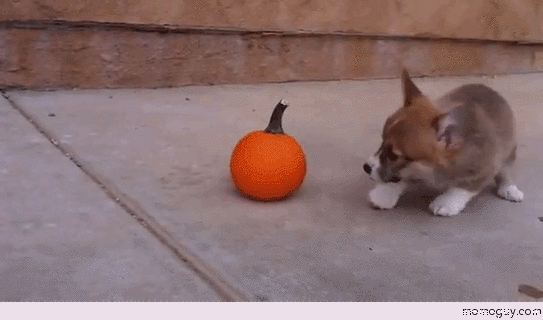 Puppy vs Pumpkin
