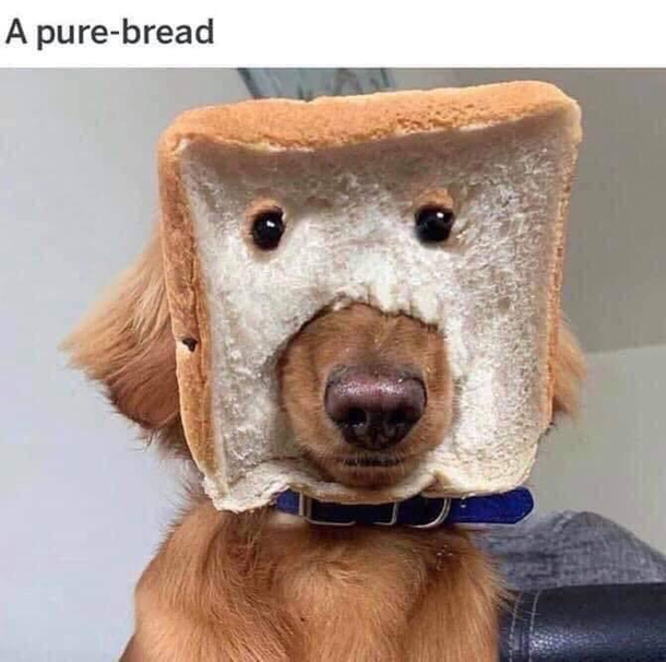 Pure-bread 
