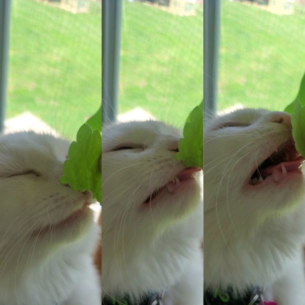 Pure Catnip Bliss