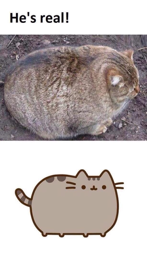 Pusheen the cat 