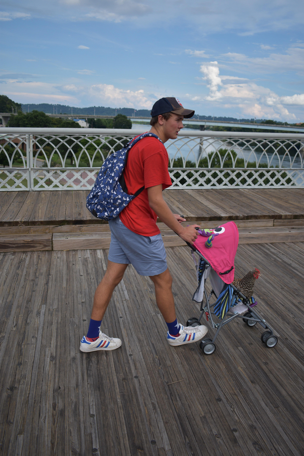 Pushing my chicken Pedro in a Stroller