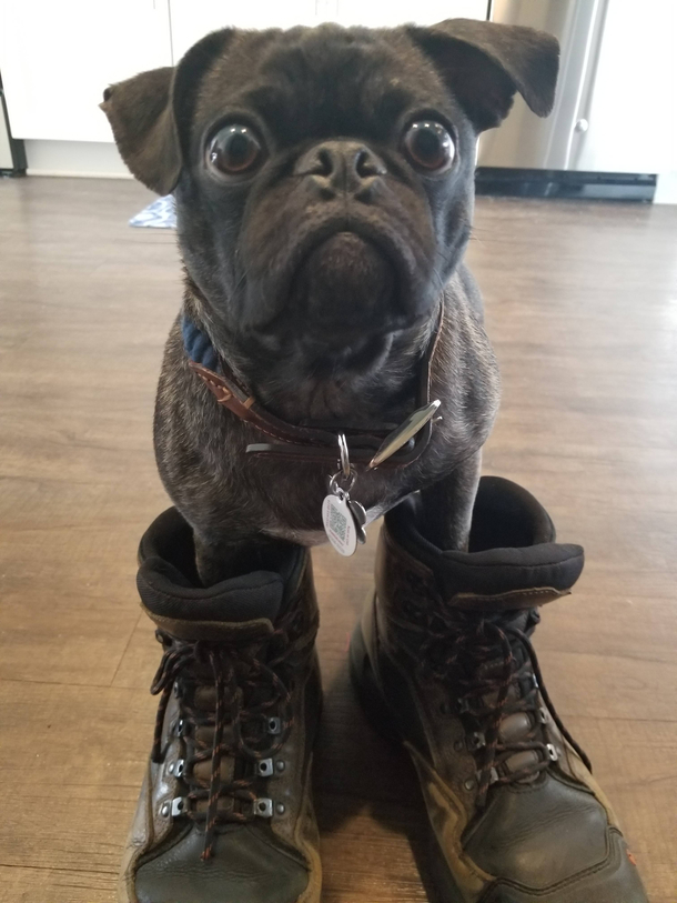 Puss in Boots has nothing on this guy