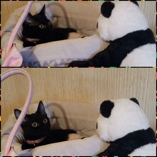 Put a stuffed panda in front of my cats bed Her reaction was priceless