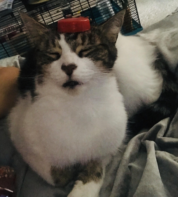 Put an object on your cats head to disable it 