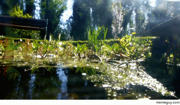Put my camera inside a plastic bottle to film this very happy with the results
