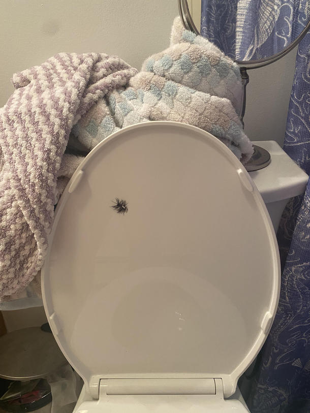 Put my fake eyelashes on the toilet seat to scare my bf It backfired this morning as I was half asleep opening the seat