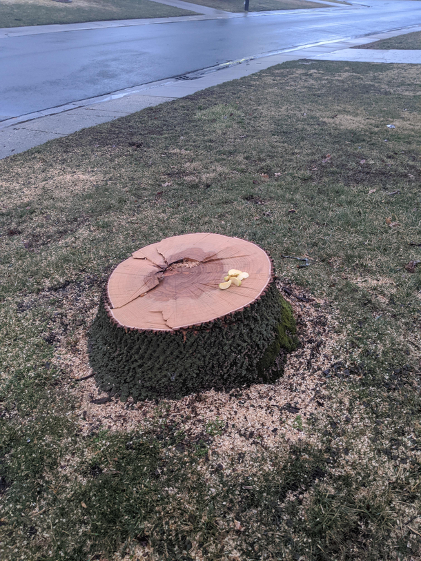 Put some apples out for our squirrel friend