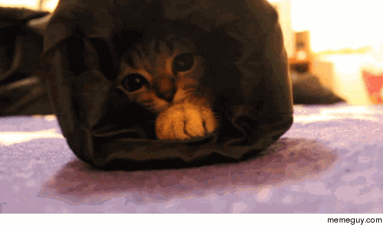 Put your finger on the gif