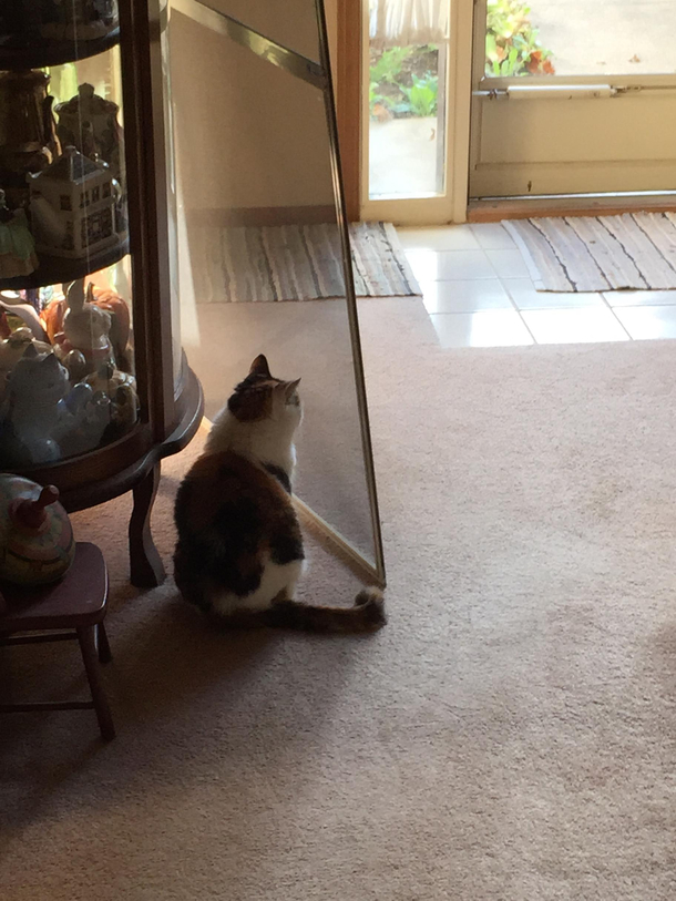 Putting in screen doors for warmer weather my cat thinks I moved the door