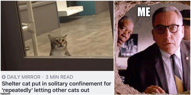 Quilty Cat Redemption
