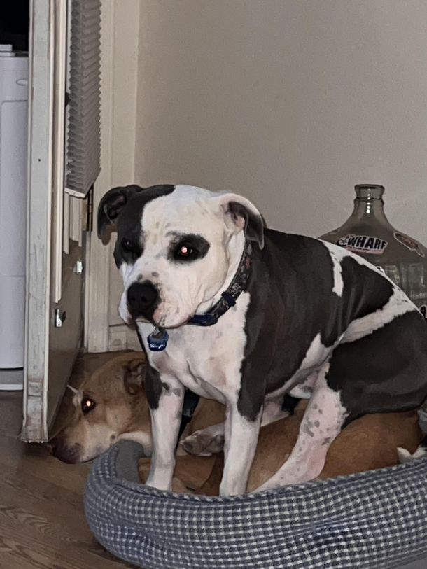 quinny stole dodgers bed so he sat on her instead