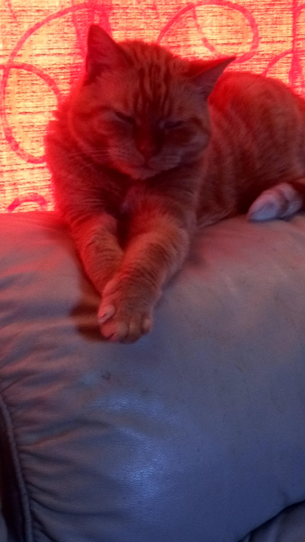 Quite possibly the poshest cat Ive ever seen