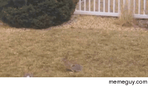 rabbit duel