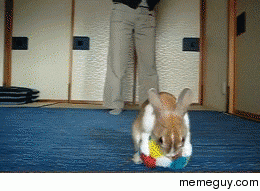 Rabbit turns into a ball 