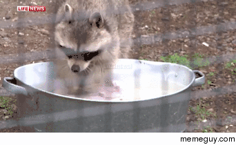 Raccoon doing laundry