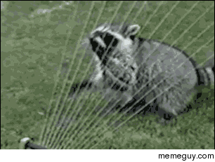 Raccoon has grand dreams of being a harp player