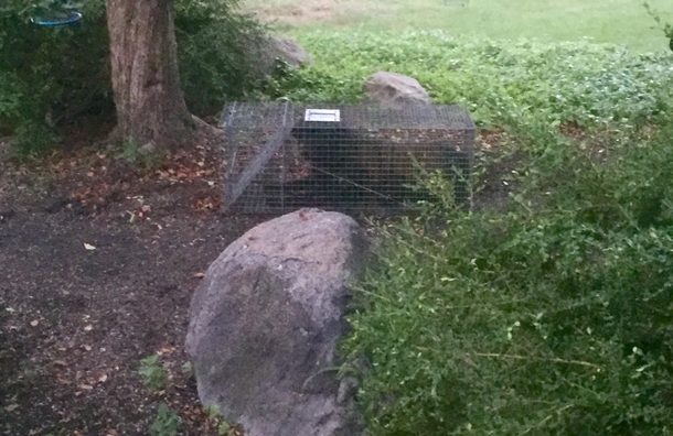 Raccoon Labrador