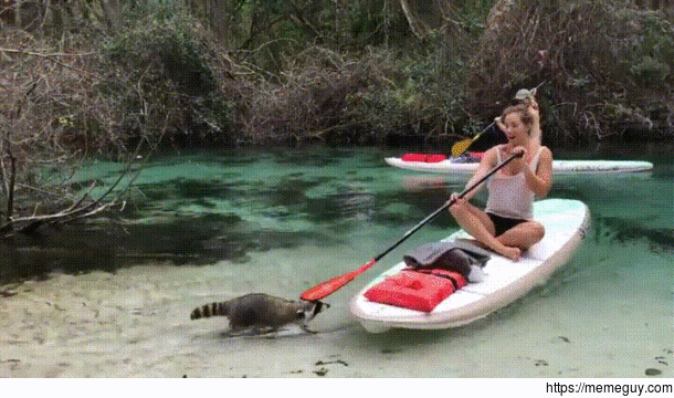 Raccoon robbing a girl in a kayak