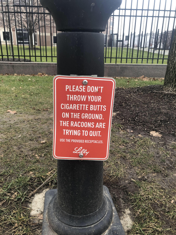 Raccoons are trying to quit