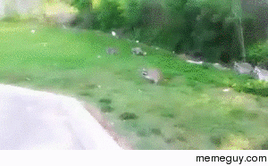 Raccoons fucking love Doritos