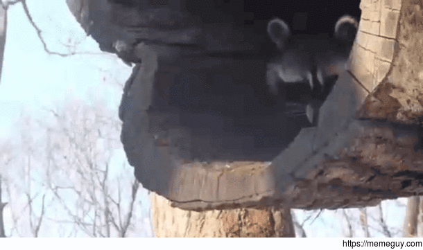 Racoon giving an upvote