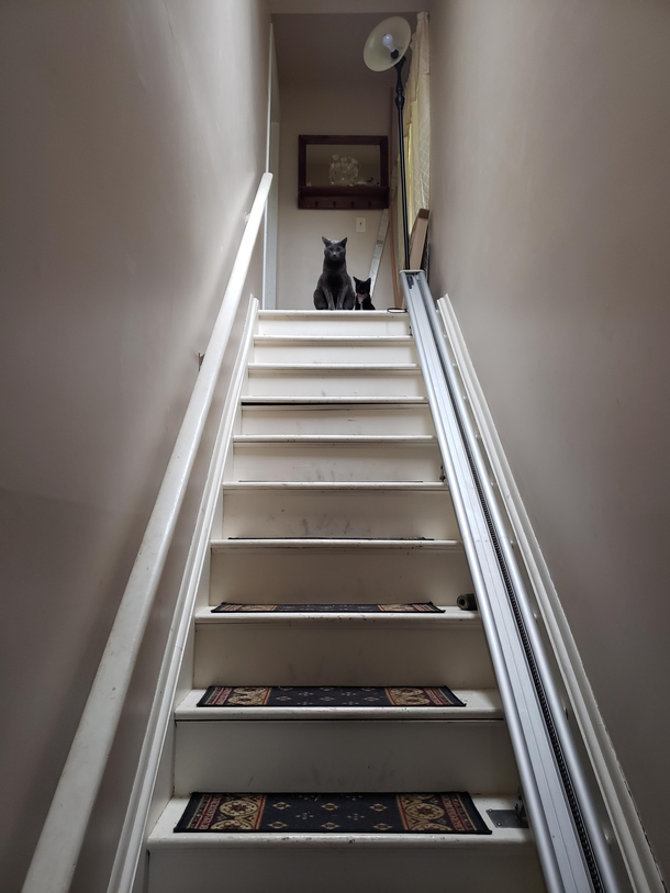 Ran out of cat food ran to the store and came home to this