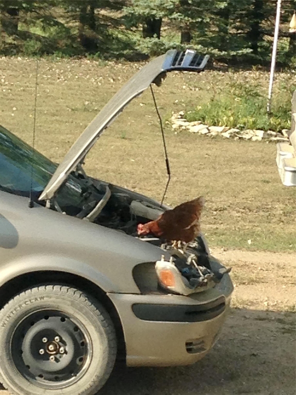 Ran to the shop quickly to get a magnet came back to this