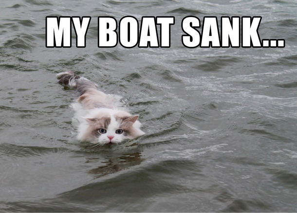 Image result for cat swimming meme