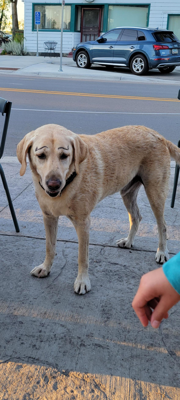 Random dog at restaurant had eye brows