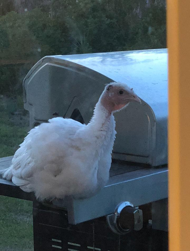 Random turkey decided to roost on my grill