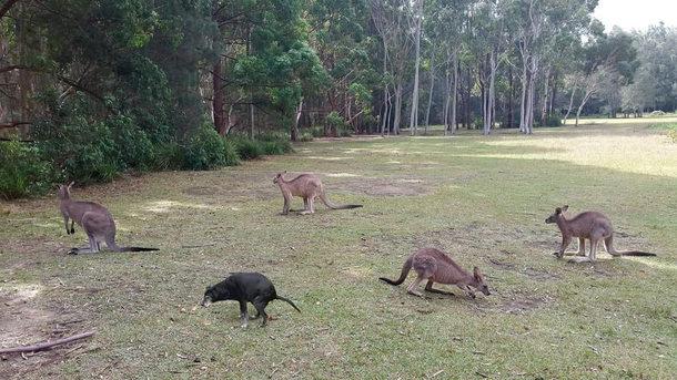 Rare black kangaroo spotted in australia