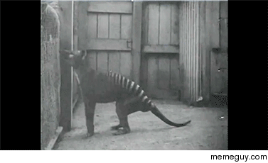 Rare footage of a marsupial wolf specimen Thylacine while in zoo captivity The largest known carnivorous marsupial of modern times would be officially declared extinct in 
