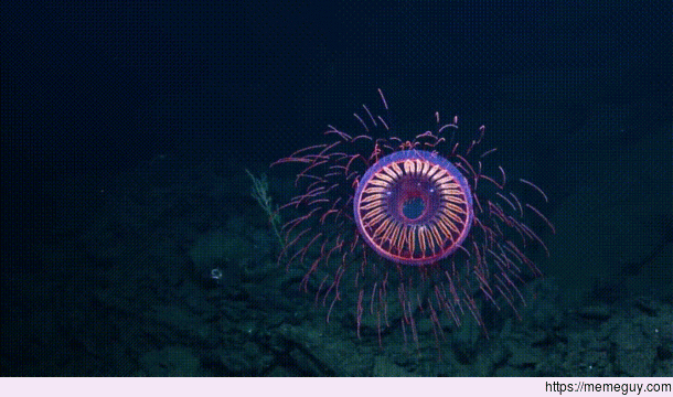 Rare Halitrephes Jellyfish looks Alien