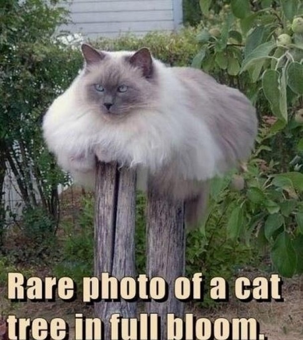 Rare photo of a cat tree