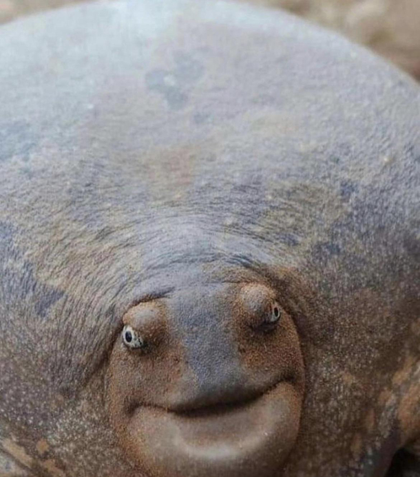 Rare pic of an undressed turtle