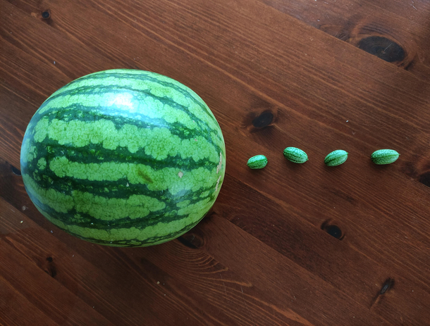 Rare shot of a female melon and her babies