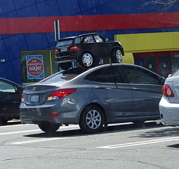 Rare sighting of a mama car carrying her young on her back