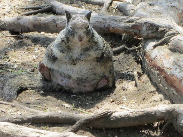 Ready for hibernation x-post rdelightfullychubby
